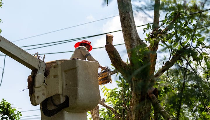 peoria il tree service