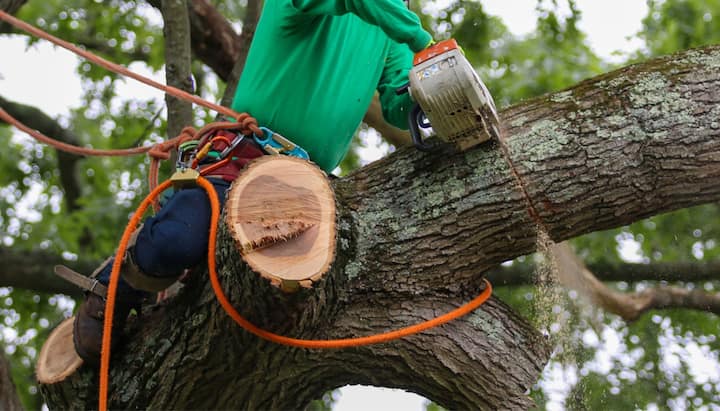 peoria il tree service