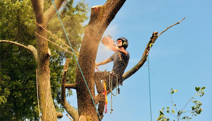 peoria il tree service