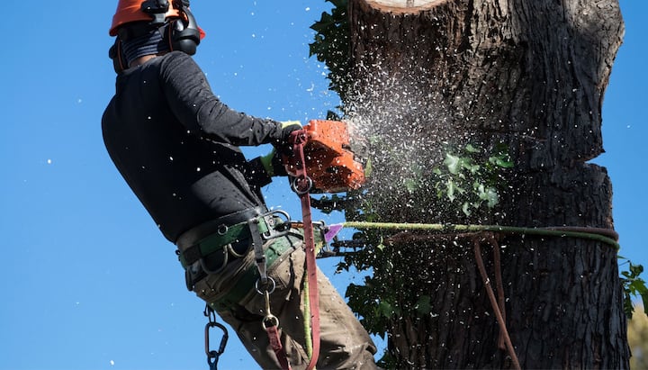 tree service peoria il